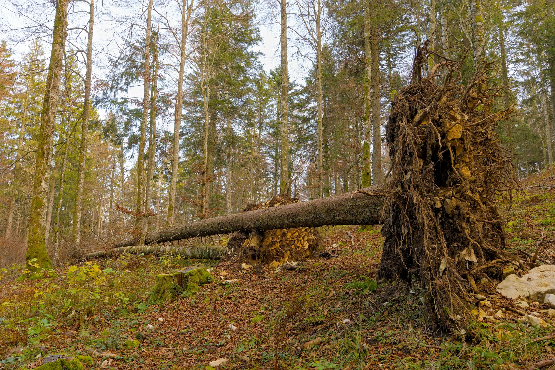 Enlèvement arbre urgence à Vannes